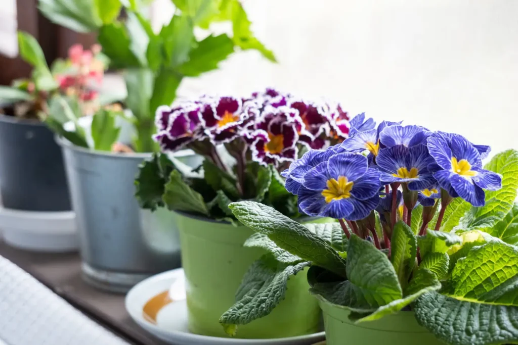 Best Plants for Flower Pots
