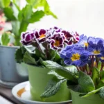 Best Plants for Flower Pots