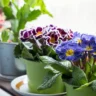 Best Plants for Flower Pots