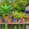 Best Plants for Outdoor Containers