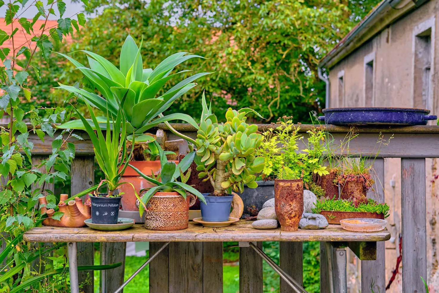 Best Plants for Outdoor Containers