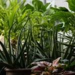 Best Plants for Outdoor Planters