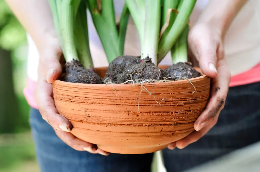Best Potting Soil for Container Vegetables