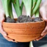 Best Potting Soil for Container Vegetables