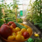 Better Homes and Gardens Food Storage Containers