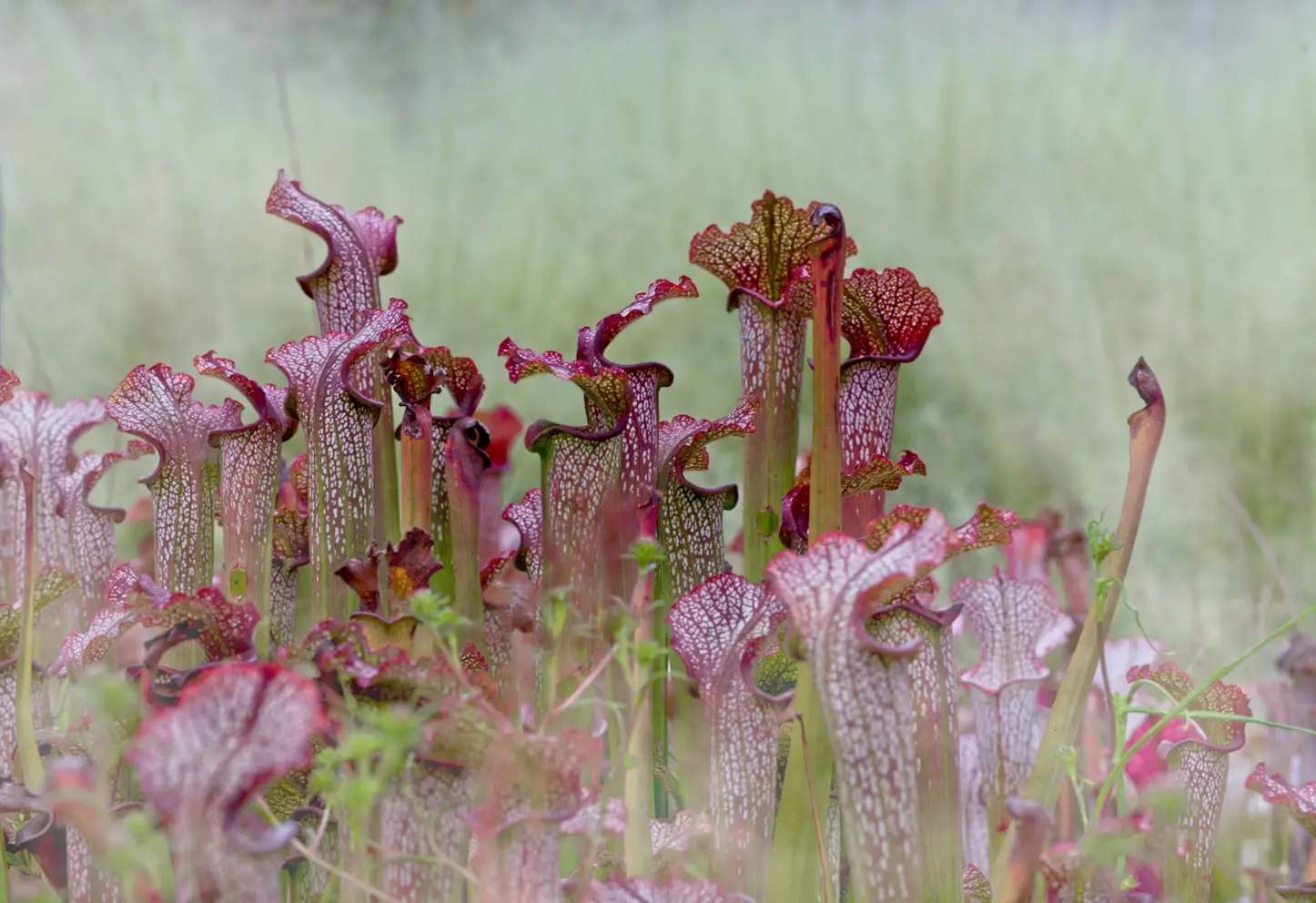 Boggy Garden Plants