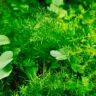 Can I Water Herbs Less If They Get Fertilizer?