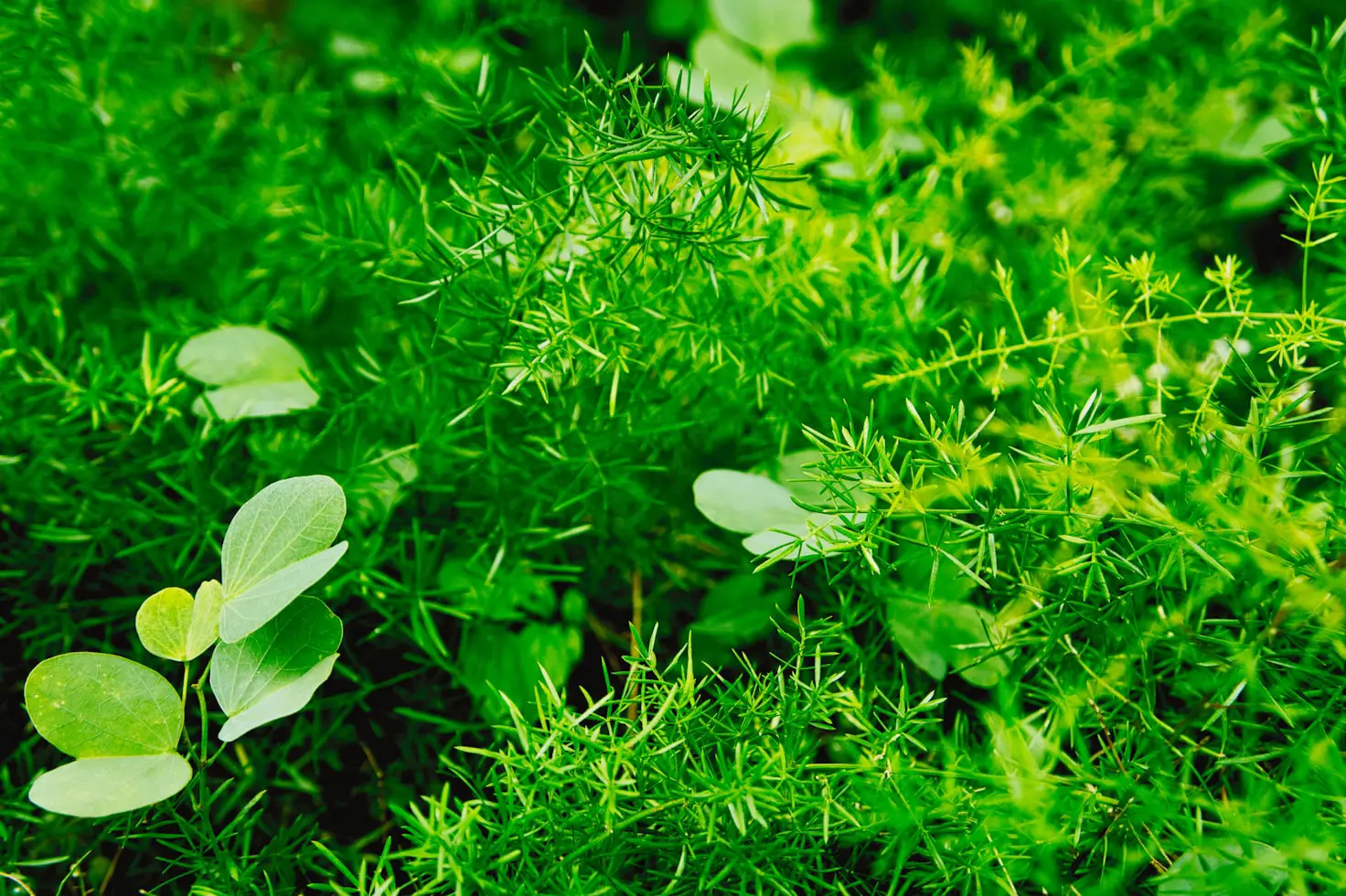 Can I Water Herbs Less If They Get Fertilizer?