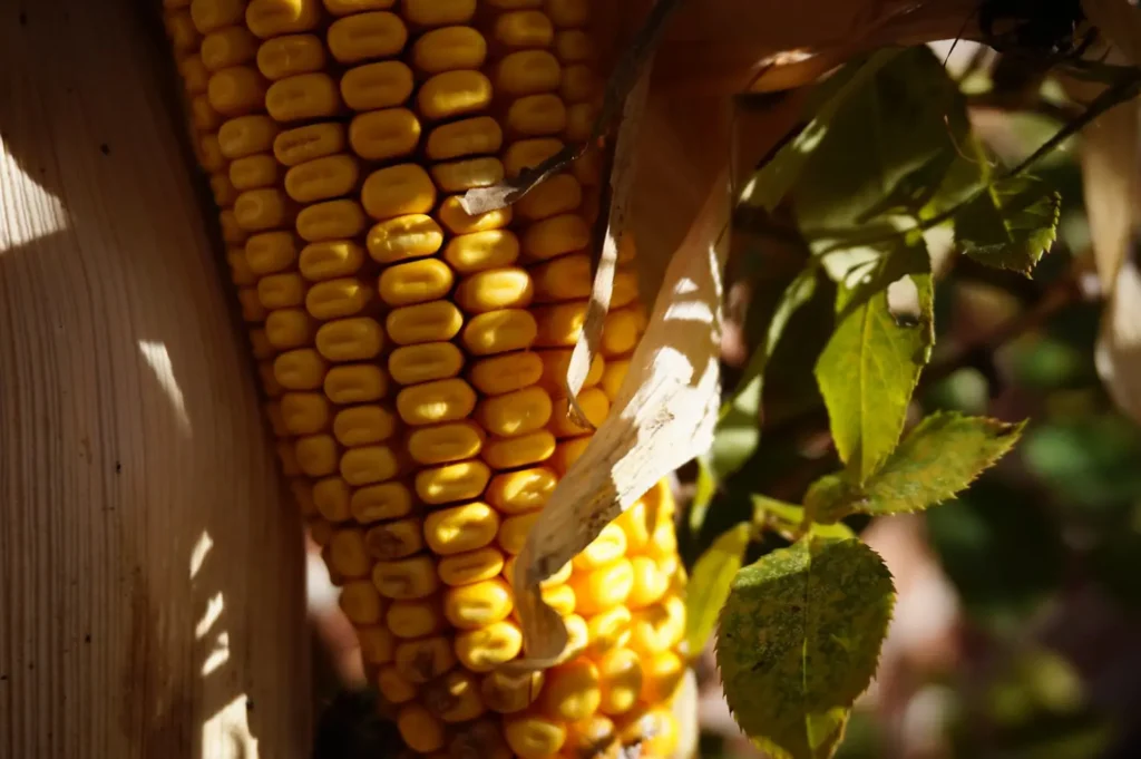 Corn Container Gardening