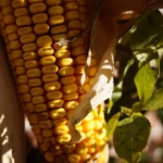 Corn Container Gardening