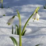 Flower Plants for Spring