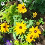 Good Flowers for a Cutting Garden