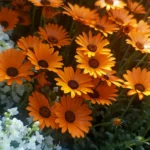 Great Flowers for Full Sun