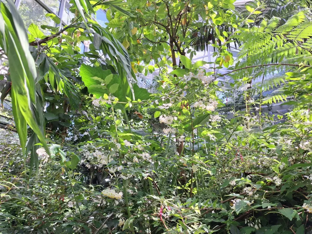 Growing Basil in a Square Foot Garden