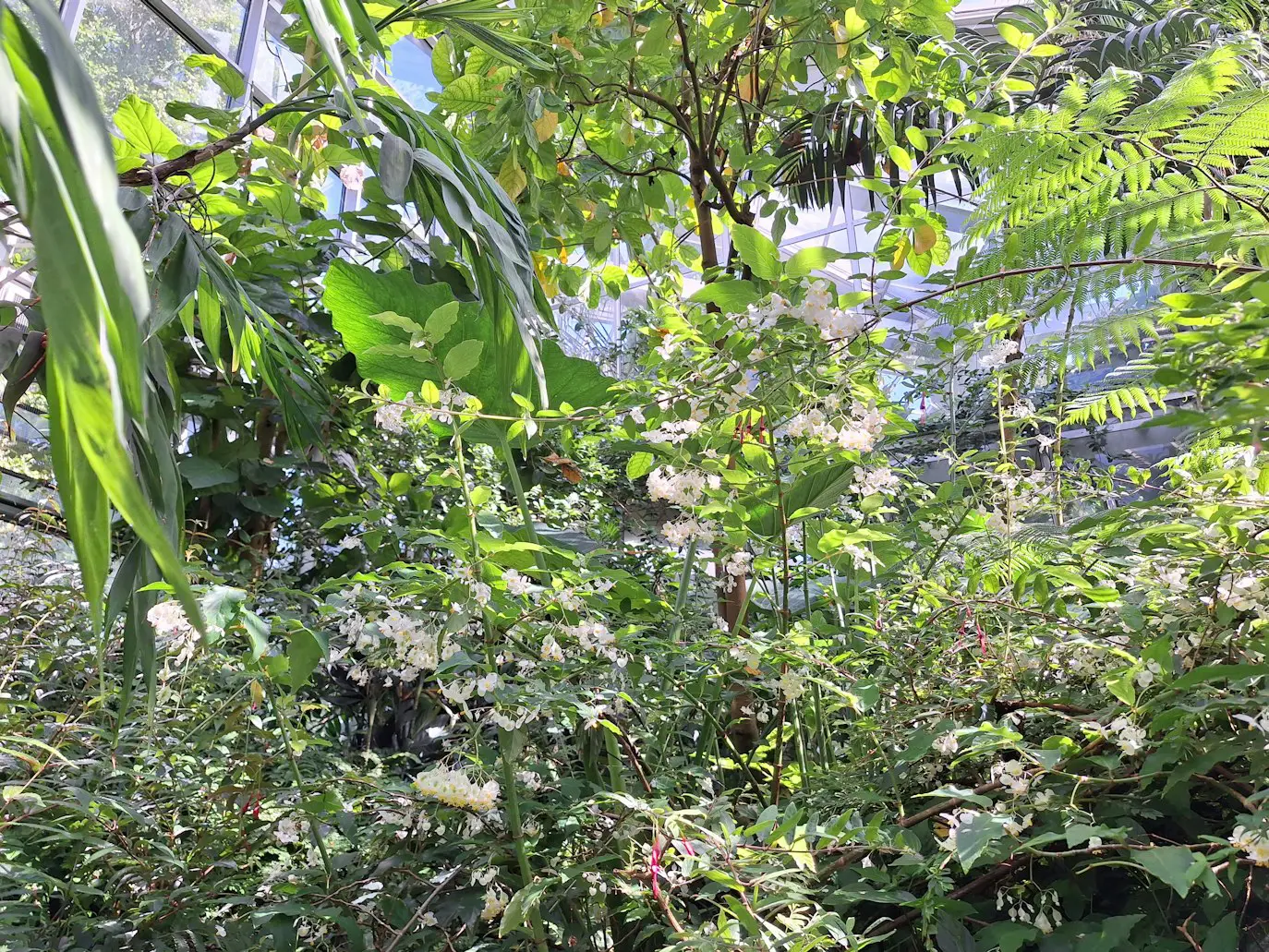 Growing Basil in a Square Foot Garden