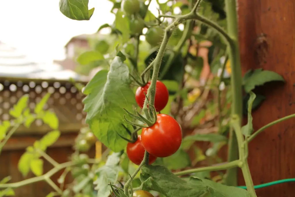 Growing Tomatoes in a Square Foot Garden