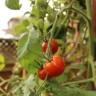 Growing Tomatoes in a Square Foot Garden