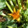 Growing Zucchini in a Square Foot Garden