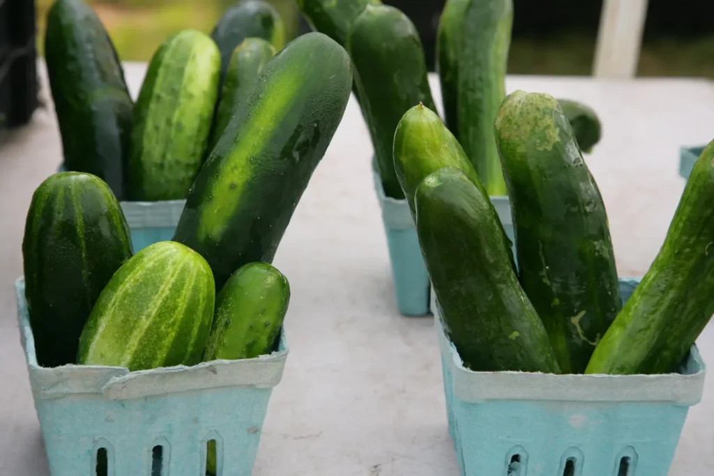 How Many Cucumbers Per Square Foot