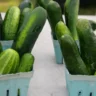 How Many Cucumbers Per Square Foot