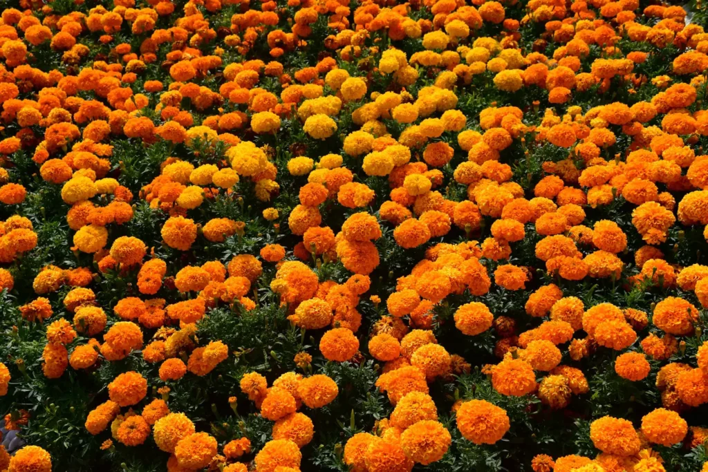 How Many Marigolds per Square Foot