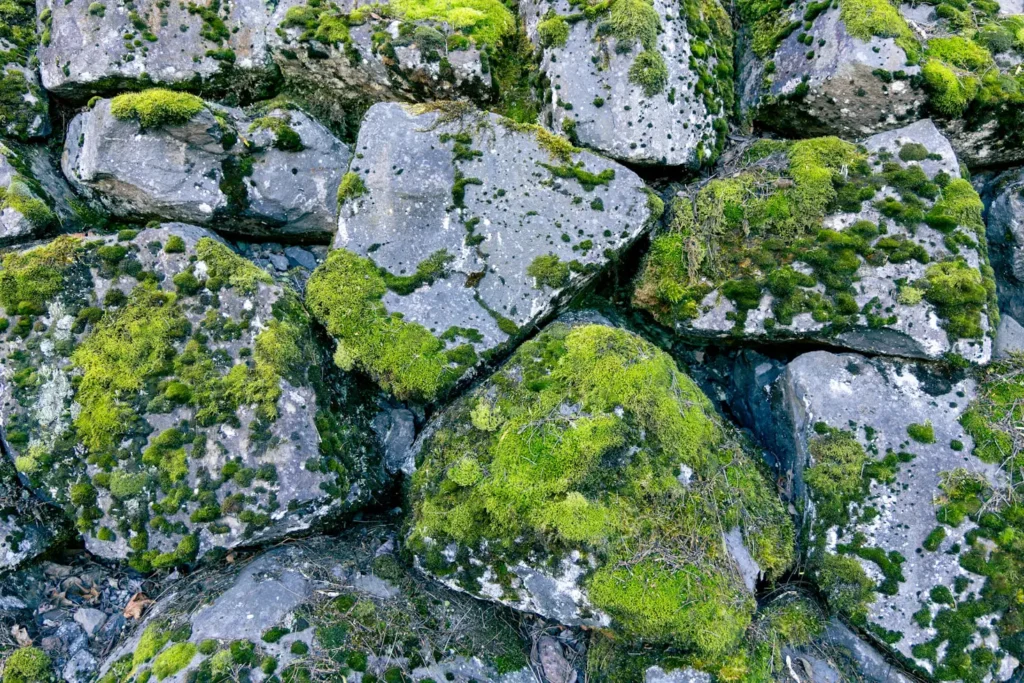 How Much Do Landscaping Rocks Cost in 2025