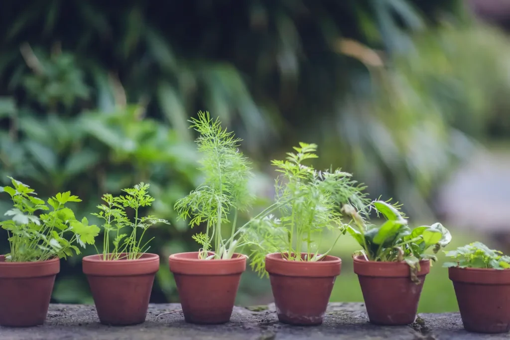 How Much Does a Herb Garden Cost: Complete Guide