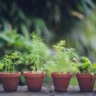 How Much Does a Herb Garden Cost: Complete Guide
