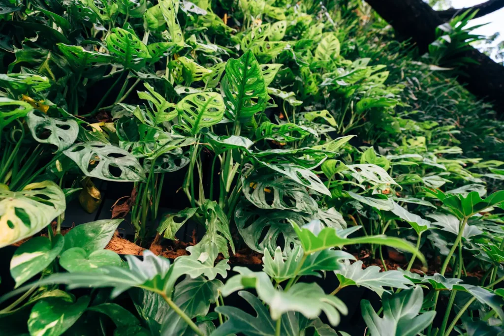 How Much Water Do Herbs Need?