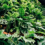 How Much Water Do Herbs Need?