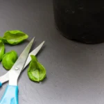 How to Cut Lettuce in the Garden
