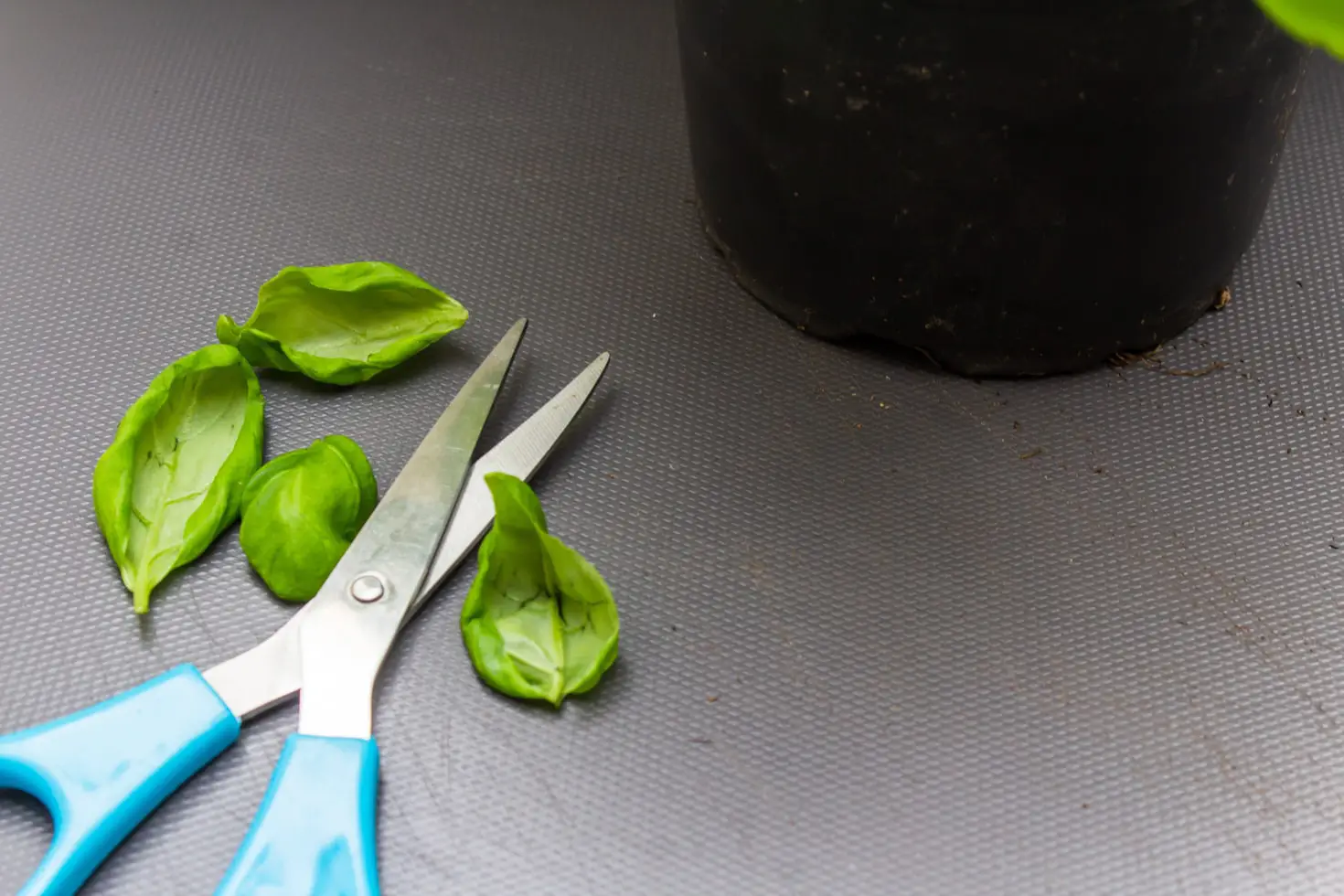How to Cut Lettuce in the Garden