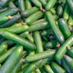 How to Grow Cucumbers in a Raised Bed