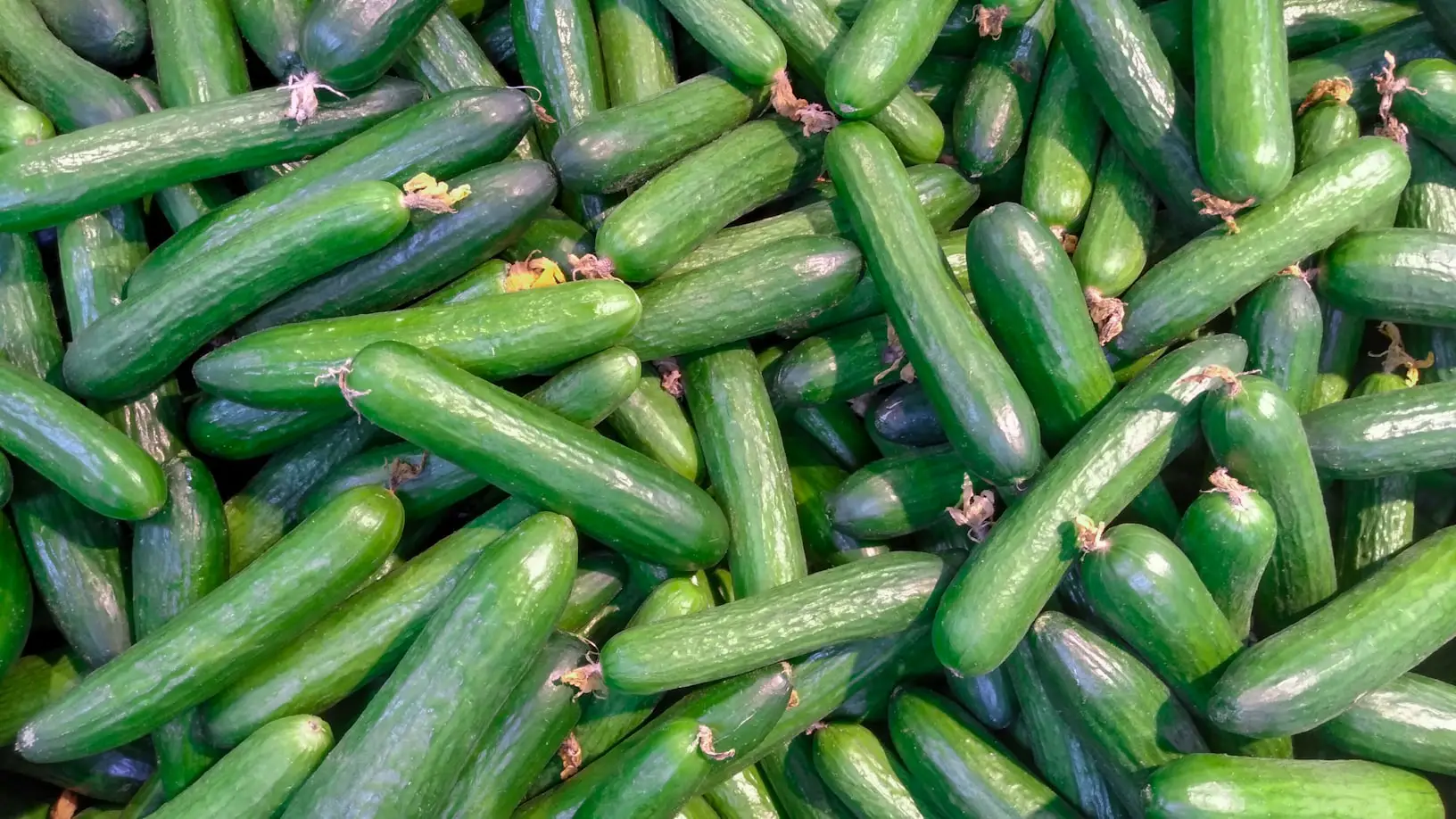 How to Grow Cucumbers in a Raised Bed