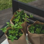 How to Grow Herbs in Containers