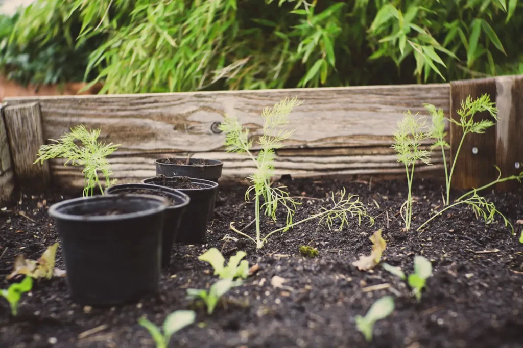 How to Grow an Herb Garden