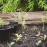 How to Grow an Herb Garden