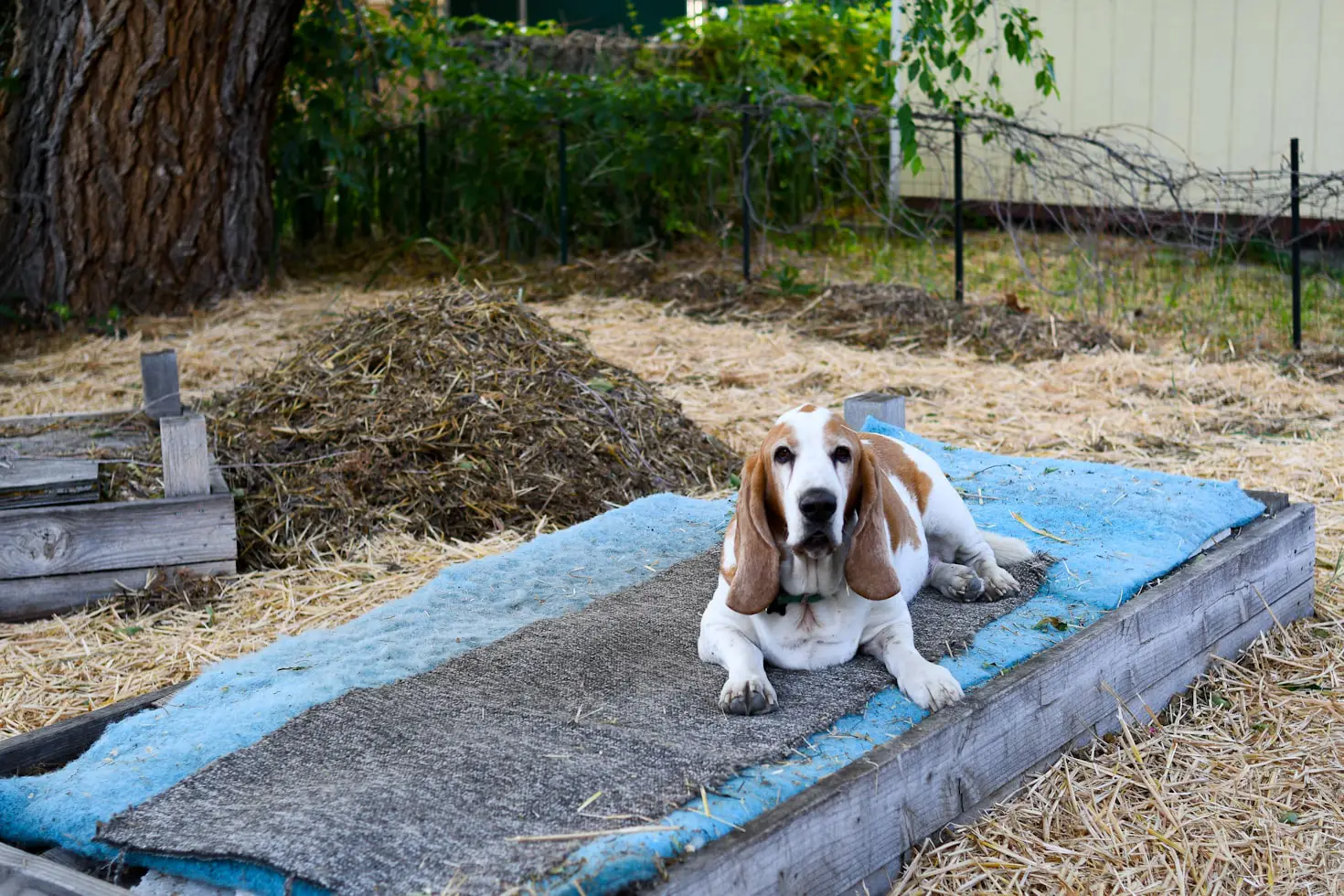 How to Keep Animals Out of Raised Garden Beds