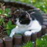How to Keep Cats Out of Raised Garden Beds