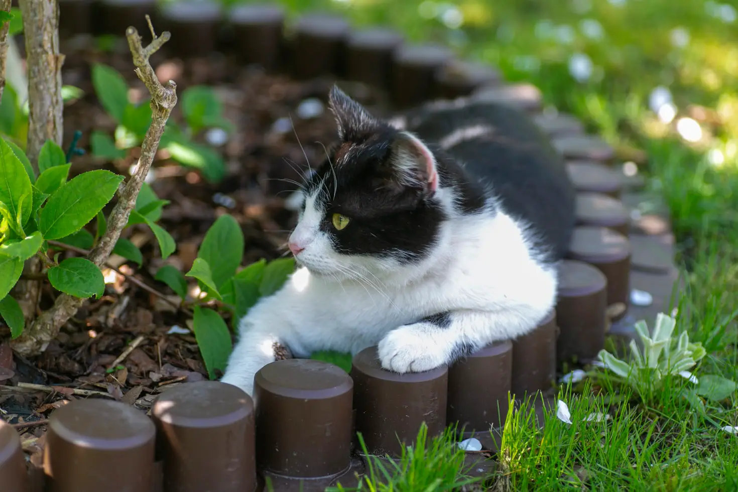 How to Keep Cats Out of Raised Garden Beds