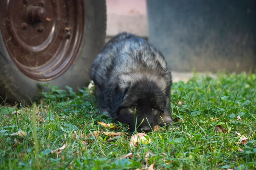 How to Keep Raccoons Out of Your Garden