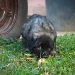 How to Keep Raccoons Out of Your Garden