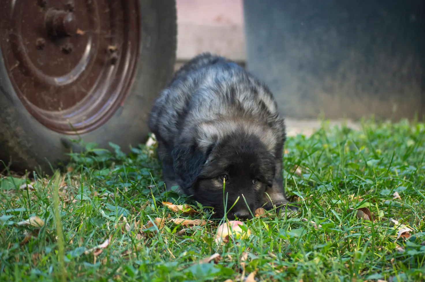 How to Keep Raccoons Out of Your Garden