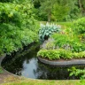How to Make a Bog Garden