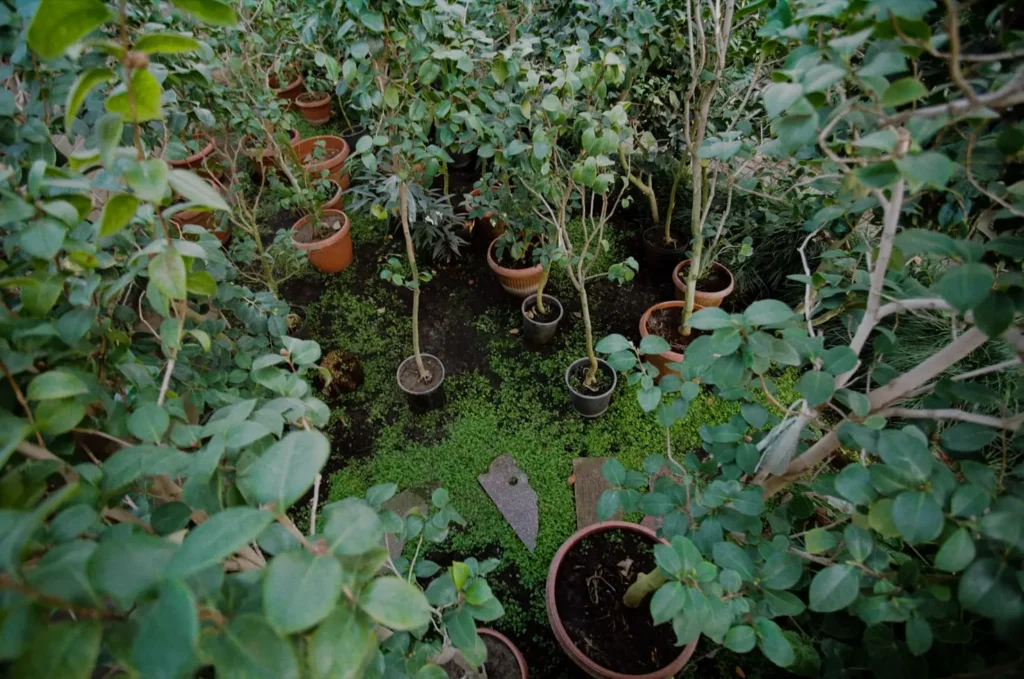 How to Make a Bog Garden in a Container