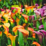 How to Plant Flowers