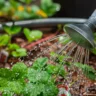 How to Water Your Garden While Away