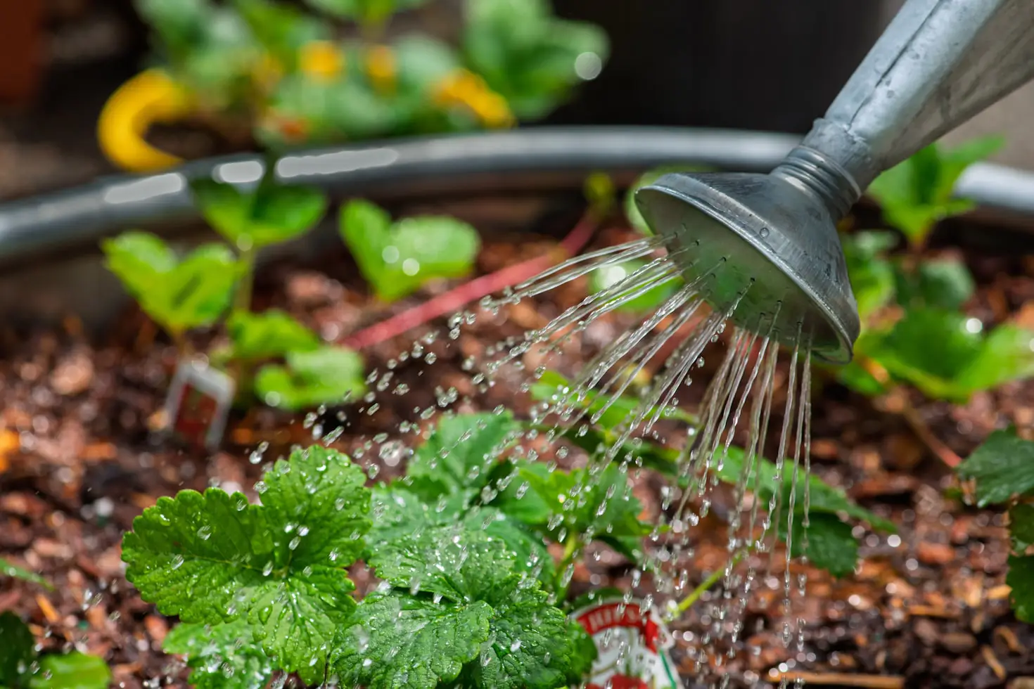 How to Water Your Garden While Away