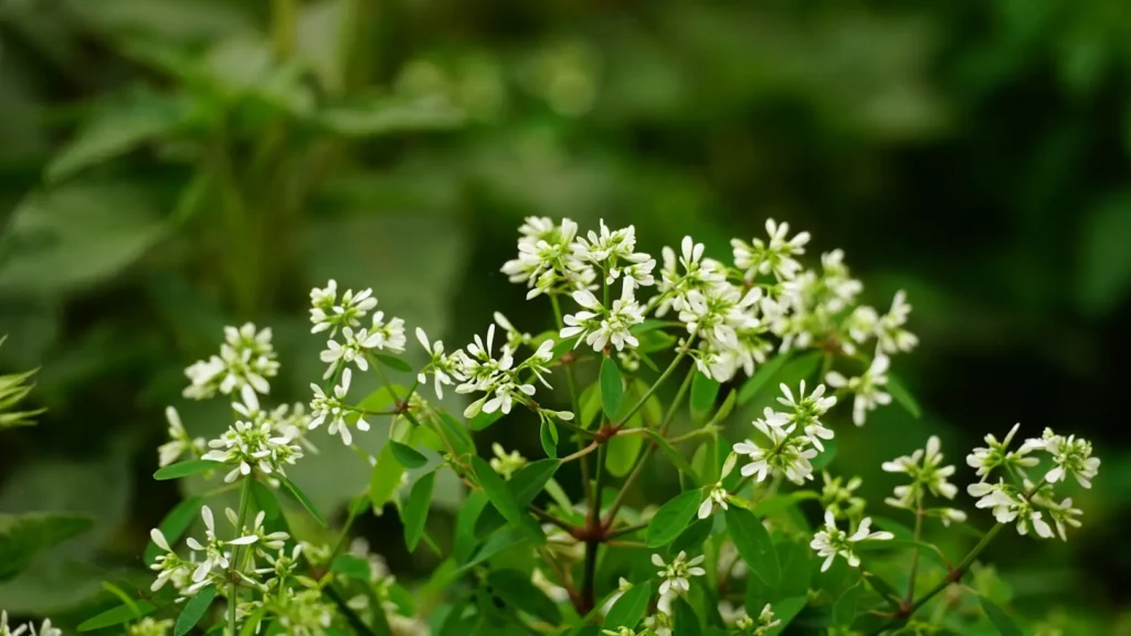 Small Flowering Plants