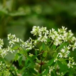 Small Flowering Plants